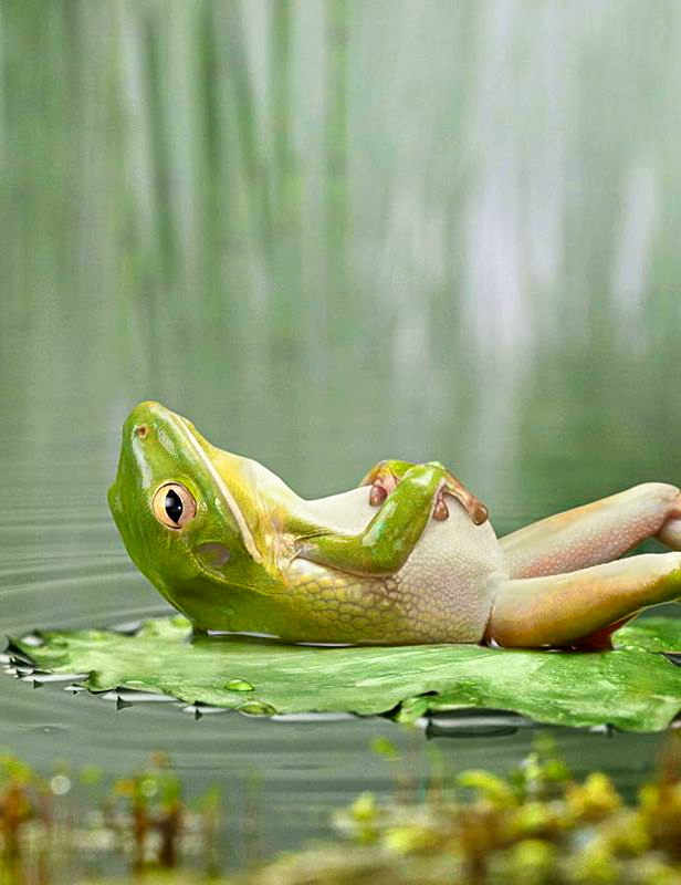 frog_resting_after.jpg